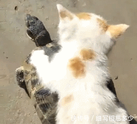 螳螂举起一块大石头,路人不敢相信,它们的力量