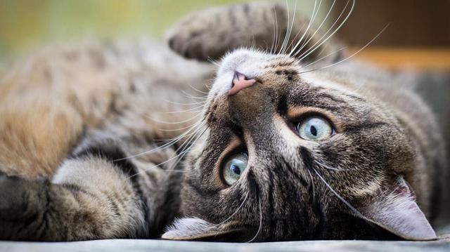 为什么铲屎官都说:狗狗要比猫容易养?到底是养