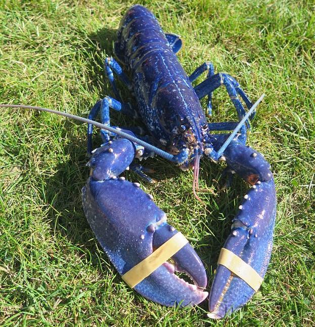 渔民捕获罕见蓝色龙虾,出现概率仅200万分之一