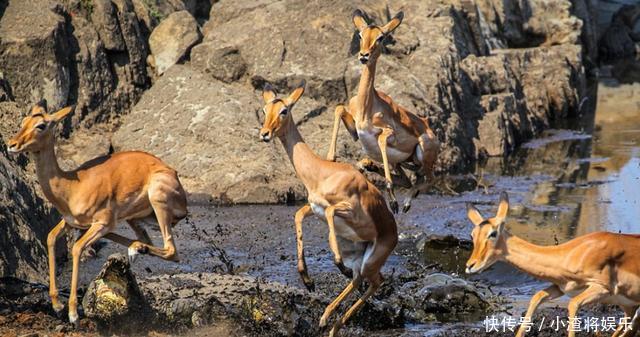 鳄鱼没什么动作,直到羚羊靠的更近了些,才猛地张开大嘴向羚羊扑过来