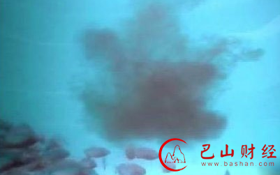 结果食人鱼没什麼反应… 然后杰瑞米用钓鱼竿将一片带血的肉片放进泳池，没几秒的时间就激起食人鱼的野性，迅速的移动速度、尖齿撕碎肉片。