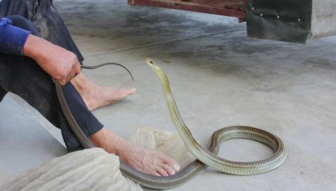 男子生吃活蛇20年谁也不敢接近 得之原因让人心酸