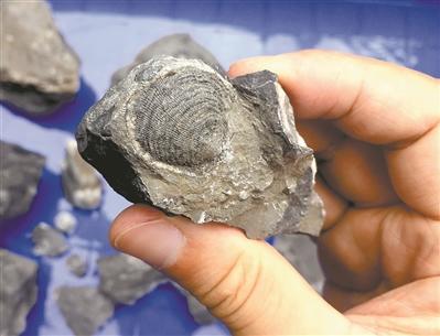 求证：

　　它们见证广佛曾是一片海

　　地质与古生物研究专家张显球对此进行了鉴定。张显球表示，这些化石至少可辨认出珊瑚、腕足类、海百合茎等三种，从年代上看，属于石炭纪早期，距今约3.2亿年到3.3亿年。“珊瑚的生存环境要求海水非常清澈，而且水还比较深。”张显球说，珊瑚、腕足等化石是典型的海相化石，这些化石的发现，进一步证明了在3亿多年前的石炭纪，广东大部分地区都是一片大海。“生物演化进程是不可逆的，在不同年代有不同的生物化石，我们可以根据化石种类来判断当时的地理环境。”张显球说。

　　“在石炭纪，粤北、粤西北及粤中区的许多地方都是海洋环境。”张显球告诉记者，在粤北不少石炭纪的地层，同样发现过珊瑚和腕足类化石。