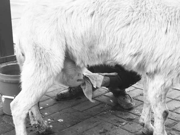 介休街头频现挤羊奶 真的卫生吗?