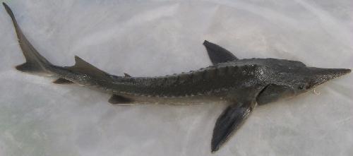 营养价值最高的三种鱼,尤其是第一种,很多人被它扎过!