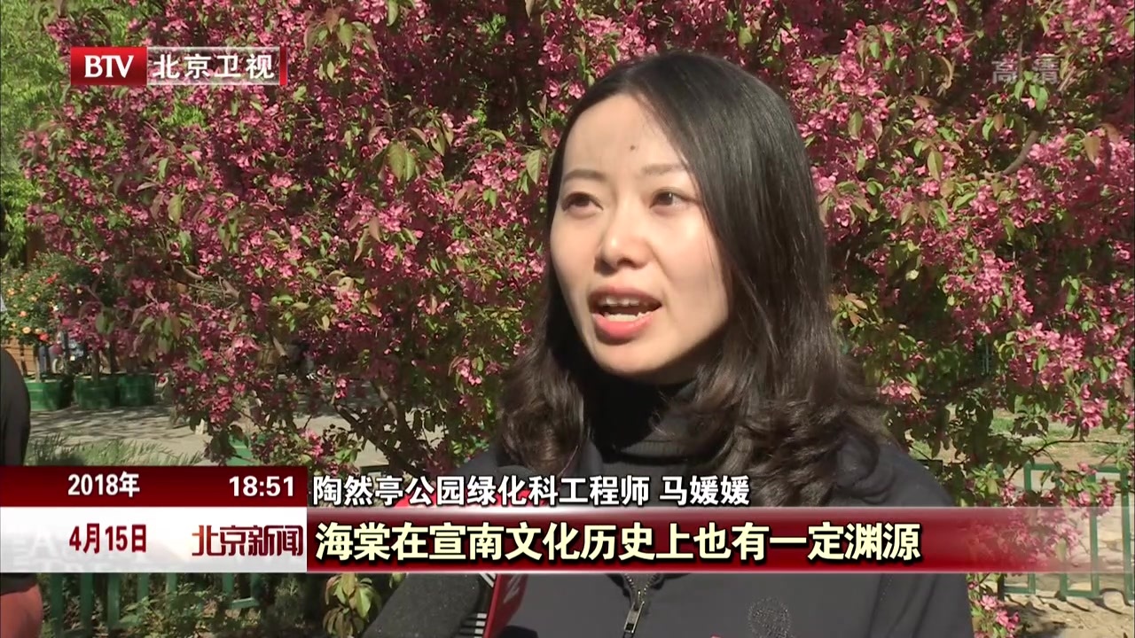 北京:海棠花开扮靓陶然亭 北京:海棠花开扮靓陶然亭