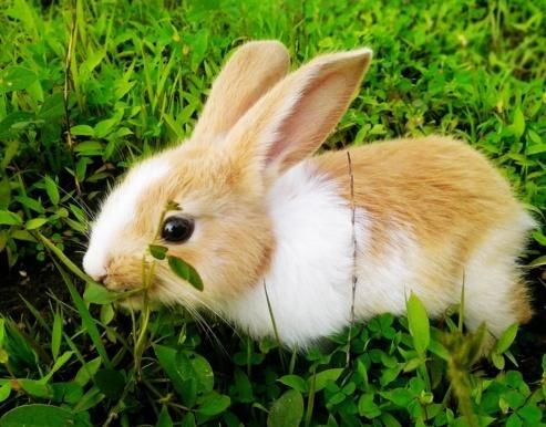 鞭炮声中好运到,戊戌狗年鸿运当头,喜讯说来就