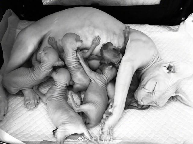 杜江微博宣布小姑娘当妈的喜讯,网友:看着毛