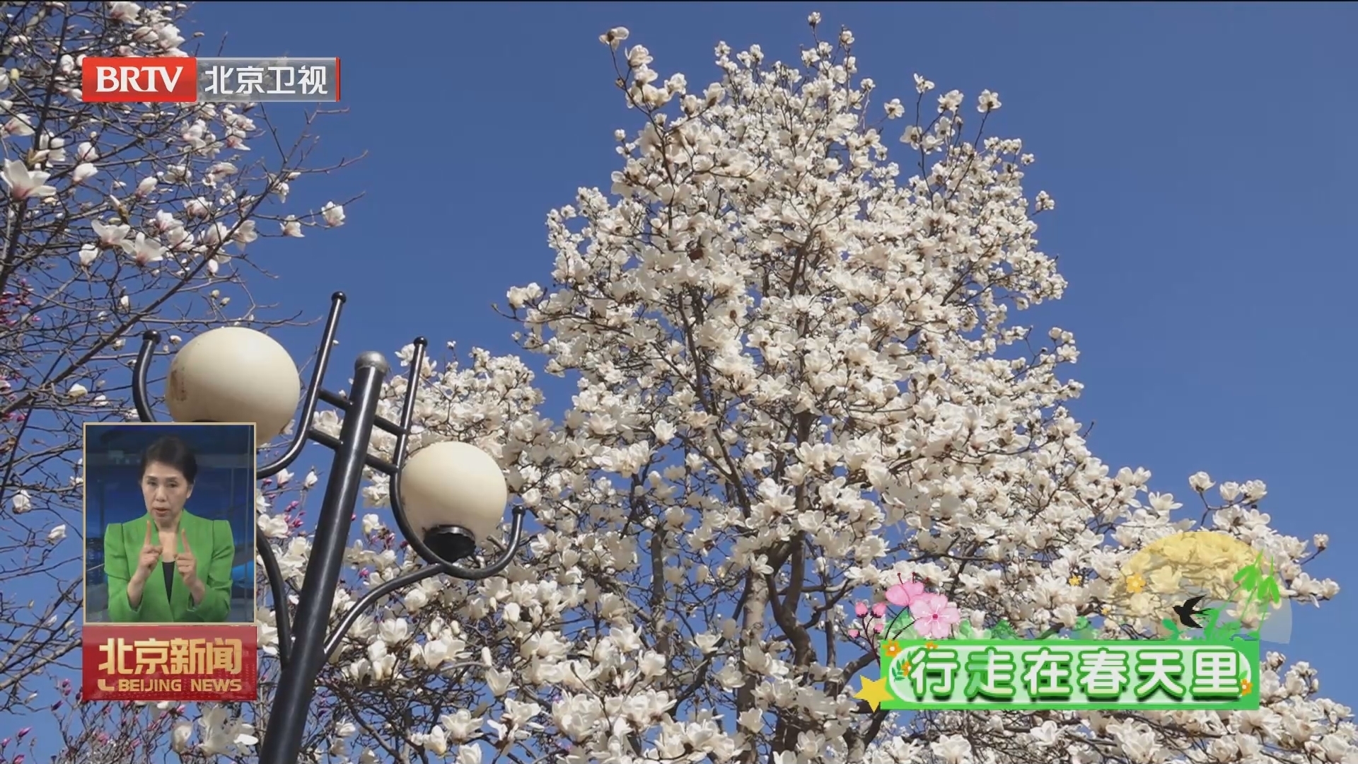 第二十一届玉兰赏花季暨首届北京石景山花朝游园会3月29日开启