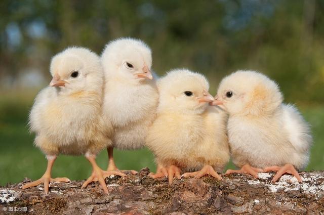 新型商业模式颠覆传统养鸡行业,借鸡生蛋,各种