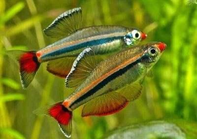 冷水鱼与热带鱼混养到底可不可行?