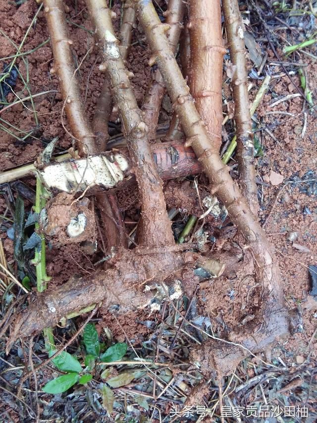 移花接木,快手神偷蝙蝠侠如何用假枪换走省主