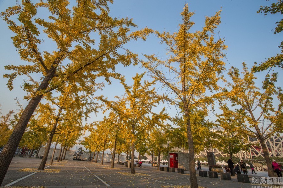 北京奥林匹克公园银杏迷人 瞭望塔掩映其中