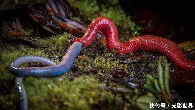 没想到这只水蛭竟然将整条蚯蚓吞食,而这条长约68公分的蚯蚓在水蛭的