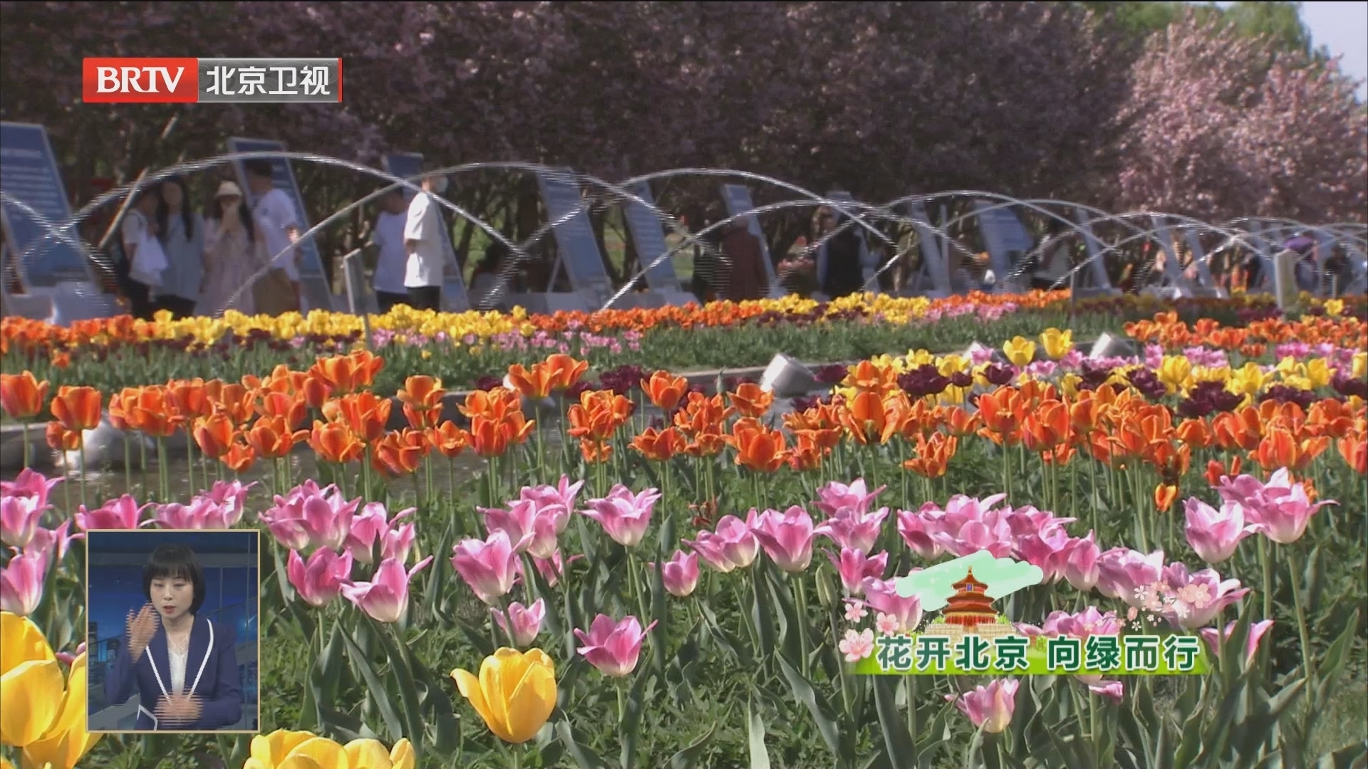 花开北京 向绿而行丨2023北京郁金香文化节开幕