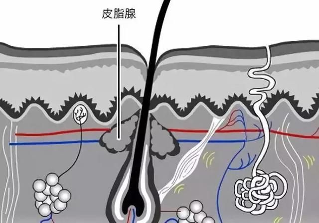 皮肤水油不平衡怎么办?