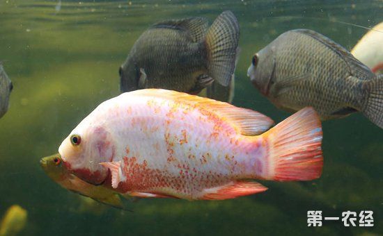 紅羅非魚又名彩虹鯛,它是由尼羅羅非魚與體色變異的莫桑比克羅非魚