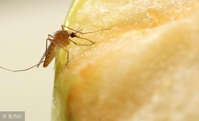 蚊子天天传播病菌,为啥不让它们灭绝?蚊子灭绝