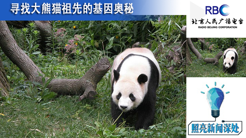 照亮新闻深处：寻找大熊猫祖先的基因奥秘