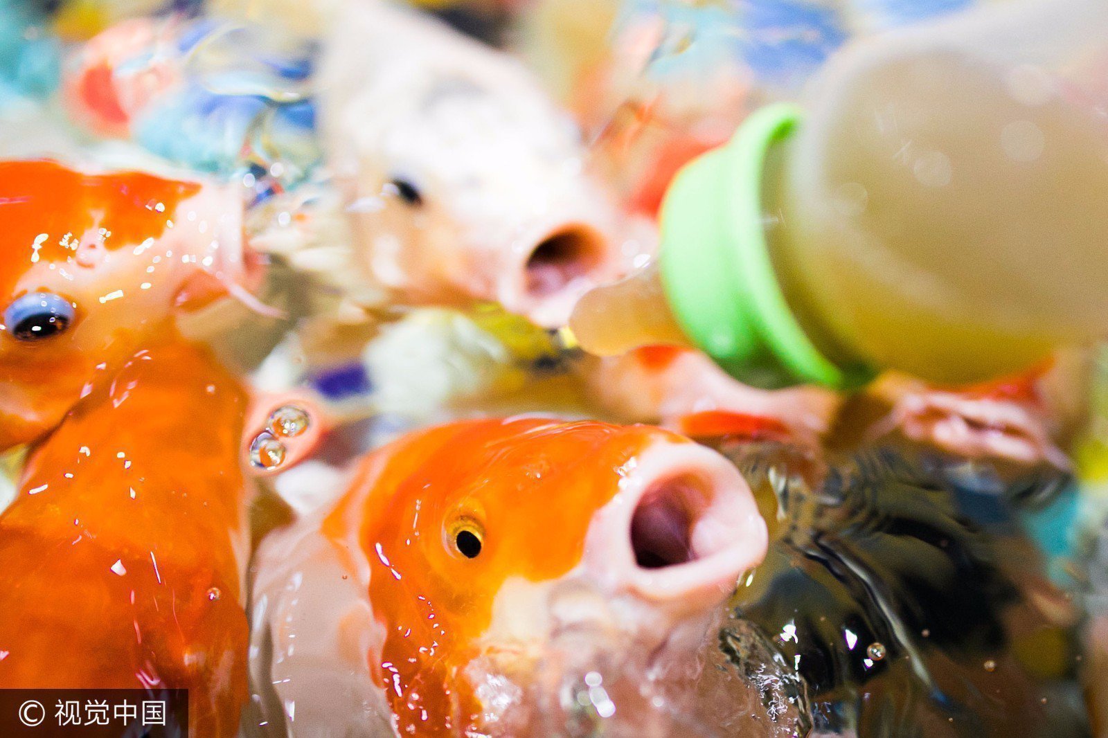 商场现“喂奶鱼”游戏 鱼会用奶瓶吃“奶” 商场现“喂奶鱼”游戏 鱼会用奶瓶吃“奶”