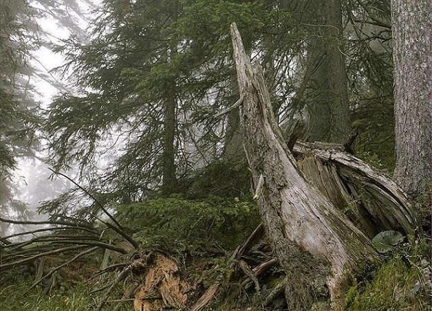 世界上最强的狙击手隐身术,你能发现2个狙击