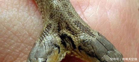 世界上最奇怪的8大"变异物种"第六张萌翻了!