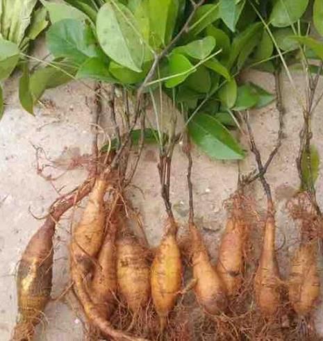 山莲藕干的一斤100,野生的已经遍地难寻