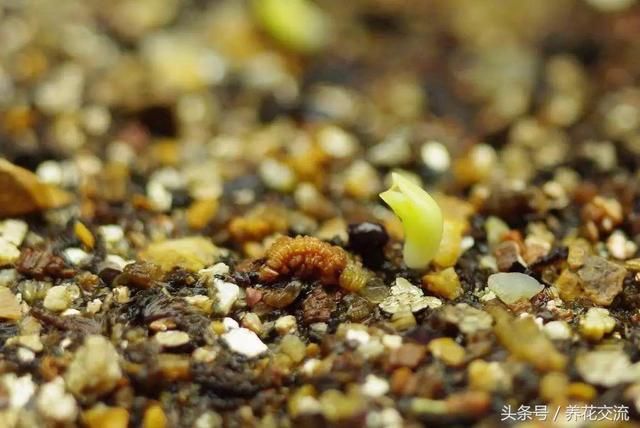 火龙果的籽养成可爱的小盆栽,长满一盆翠绿的