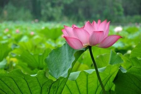 荷叶和什么搭配最减肥?荷叶茶适合人群有哪些