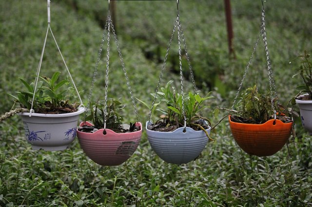 云南一位美女进山寻找救命仙草终于找到了