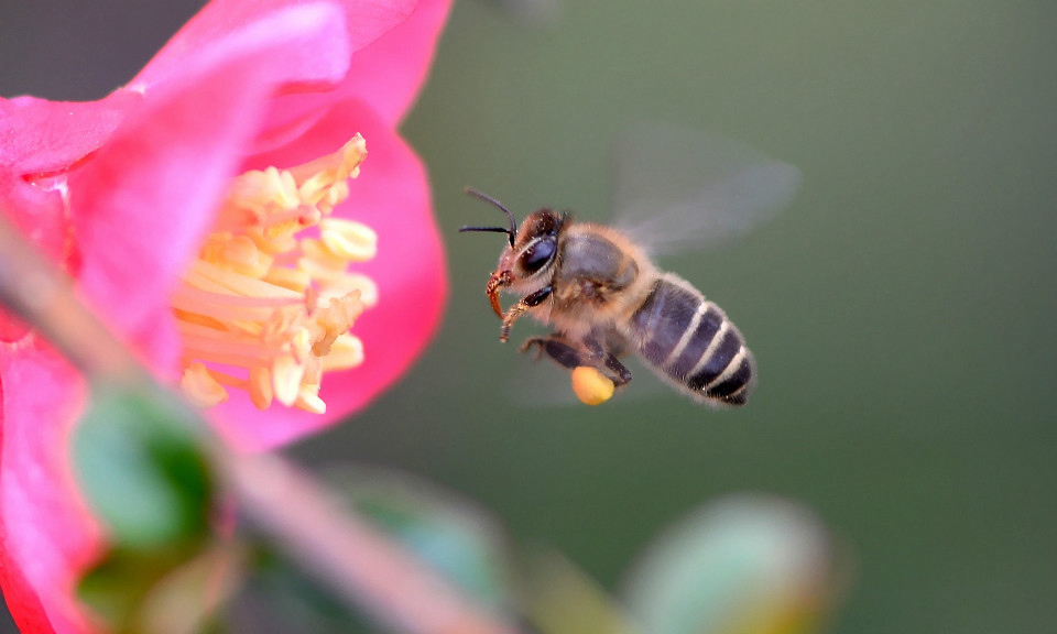 蜜蜂为什么会跑到家里 t010acf104b47944357.jpg?size=960x576