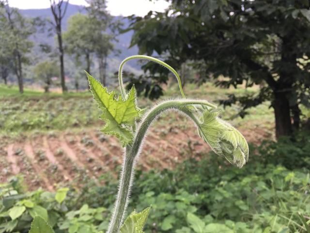 乡村振兴战略开拓了农村发展的方向,农民才是