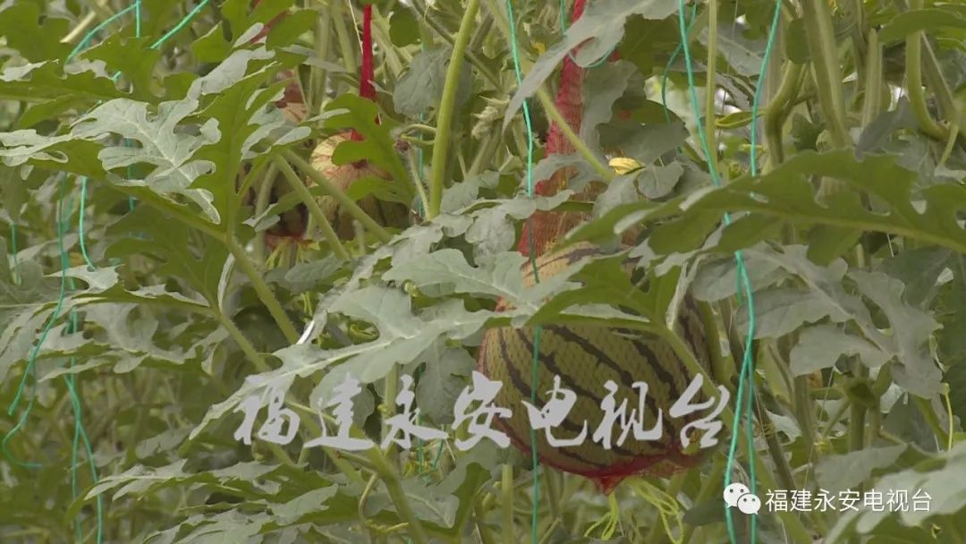 麒麟来袭!永安西瓜届的大哥大!吃了他的瓜 忘