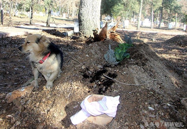 墓地里的工作人员说他每天早上来打扫穆罕默德的坟墓时,都会看到这只
