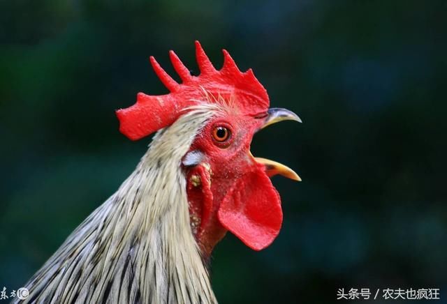 农村大实话两姨亲不如姑舅亲,打断骨头连着筋