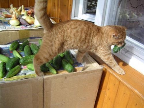 猫怕黄瓜? 为什么猫看到黄瓜会跳起来?