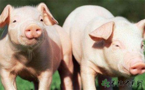 郑州确诊非洲猪瘟 什么是非洲猪瘟