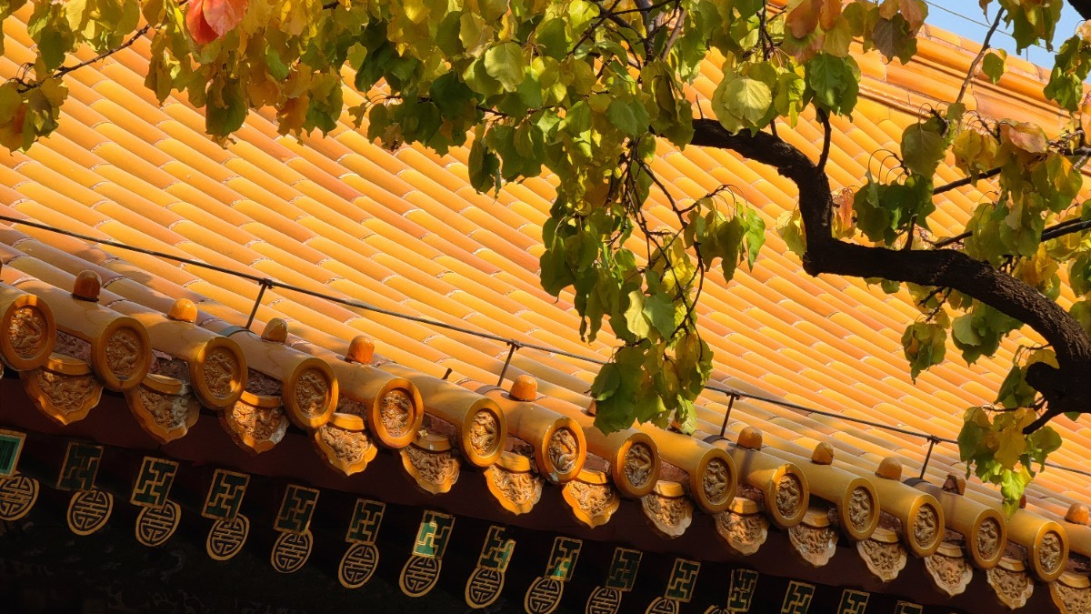 秋意犹未尽,坤宁宫中红墙黄瓦彩叶俏 秋意犹未尽,坤宁宫中红墙黄瓦彩叶俏