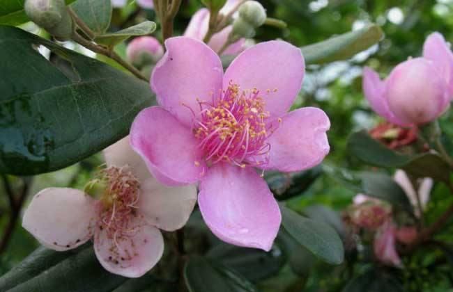 农村这种野果,吃了之后舌头会变紫色,却是小孩