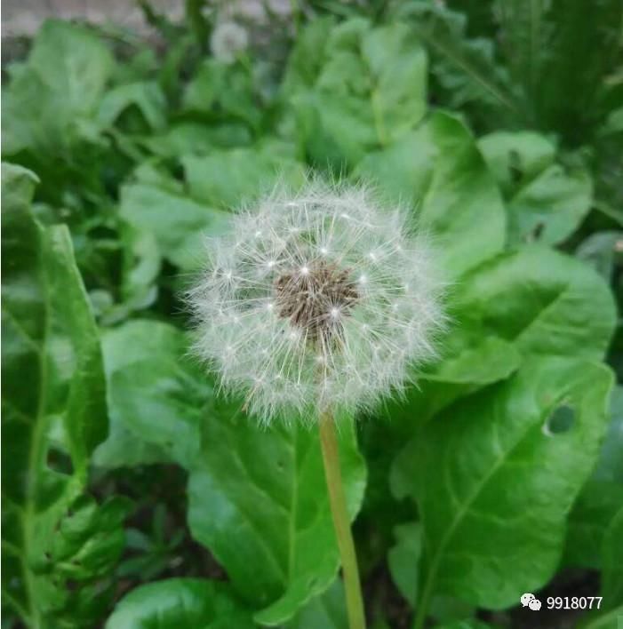 101岁老妇说:蒲公英根泡酒每天饮一杯,坚持天