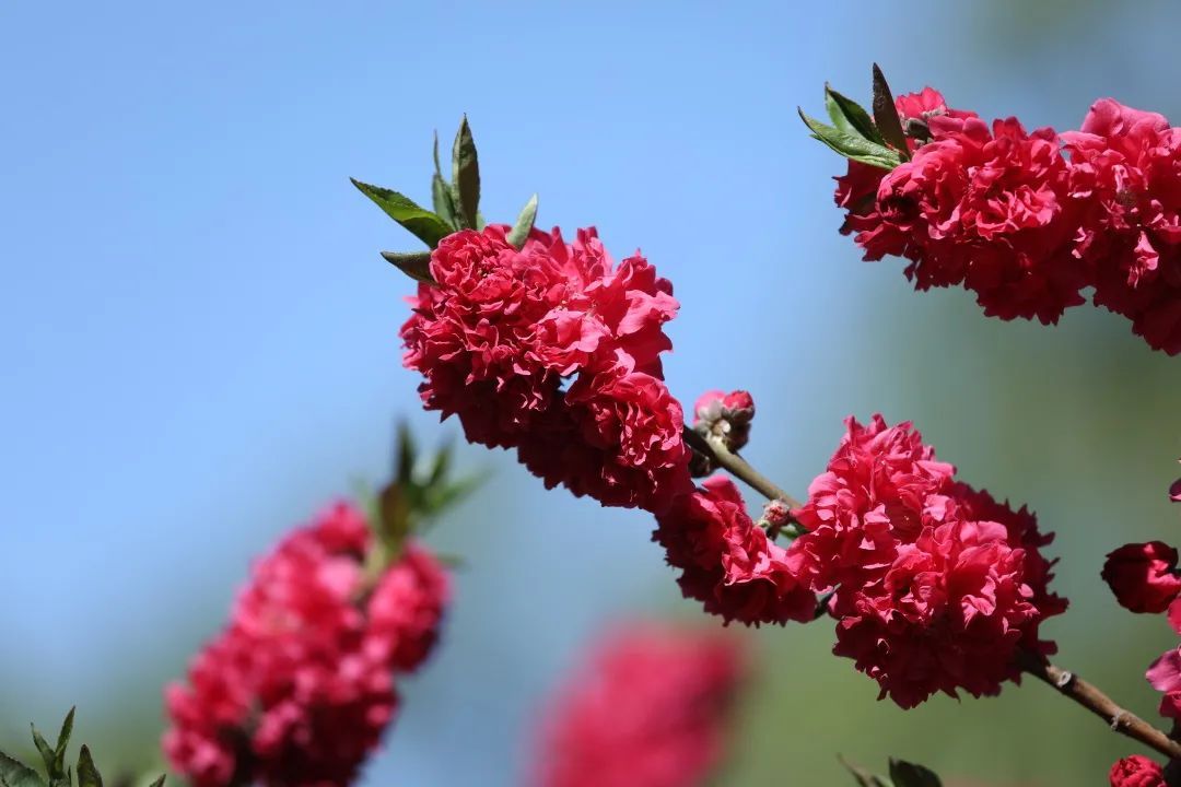 春天的浪漫,樱花占一半!郁金、关山、松月……玉渊潭晚樱正盛放 _北京时间