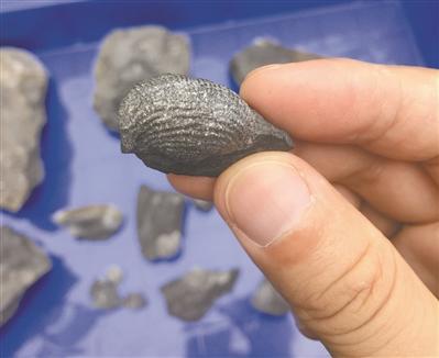 佐证：

　　肇庆也曾发现海洋生物化石

　　无独有偶。除了在广佛交界处发现珊瑚、腕足等海相化石外，在肇庆也发现过大量贝类化石。据肇庆地质专家凌井生介绍，在肇庆蕉园岗的山上，曾发现大量蕉叶贝、长身贝、石燕等海洋贝类化石，为3.5亿年前中泥盆纪典型化石，是当时这里为浅海的有力证据。

　　凌井生说，蕉园岗有20多种海洋贝类化石，是多年前打通西江北路施工时被发现的。这些贝类大部分早已灭绝，部分化石比较珍贵，具有地质研究价值。这一地质带一直向东延伸到鼎湖、花都地区。他表示，那时候的广州一带则是隆起的古陆海岛，而现在的广西地区那时候是一片深海。
　　话你知

　　它们你认识吗？

　　腕足：腕足类属拟软体动物门，海产底栖无脊椎动物。腕足类动物与现代贝壳外形相似，但又不一样。腕足类的壳分为背壳和腹壳，而双壳类是左右两片壳。腕足类动物从暖海的浅滩到深海海底都有分布，繁盛于古生代，随着时代的推移而逐渐衰退，目前绝大部分已经灭绝，可作标准化石，用作确定地层地质年代。

　　海百合：海百合是一种古老的无脊椎动物，在几亿年前，海洋里到处是它们的身影。在古生代石炭纪，海百合数量极庞大，品种繁多。海百合并非是植物，而是一种棘皮动物，生活于海里，具多条腕足，身体呈花状，表面有石灰质的壳，由于长得像植物，人们就给它们起了“海百合”的名字。