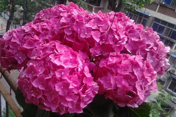 绣球花的土就得这么选,想开什么色的花自己选! 绣球花的土就得这么选,想开什么色的花自己选!