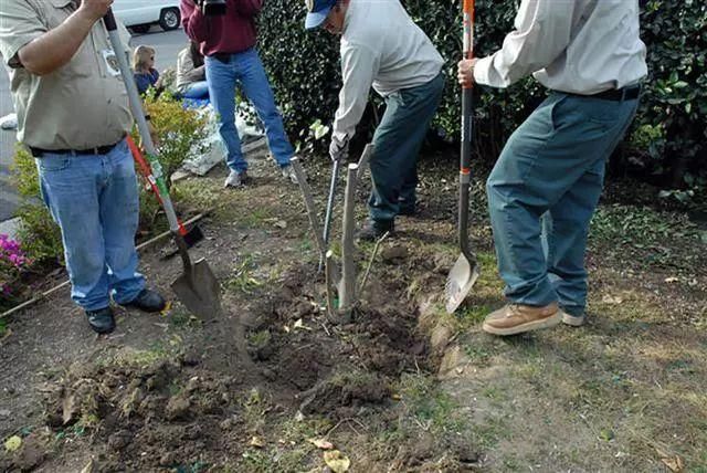 柑橘黄化致死,原来都是这些小虫子惹的祸