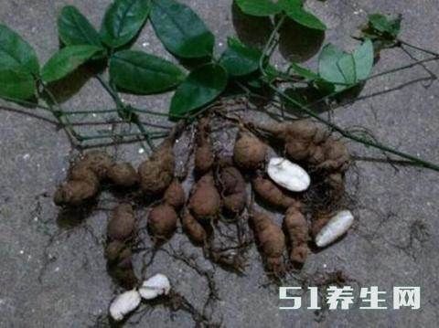 农村山边的蛇附子, 发现一棵就能顶我半个月