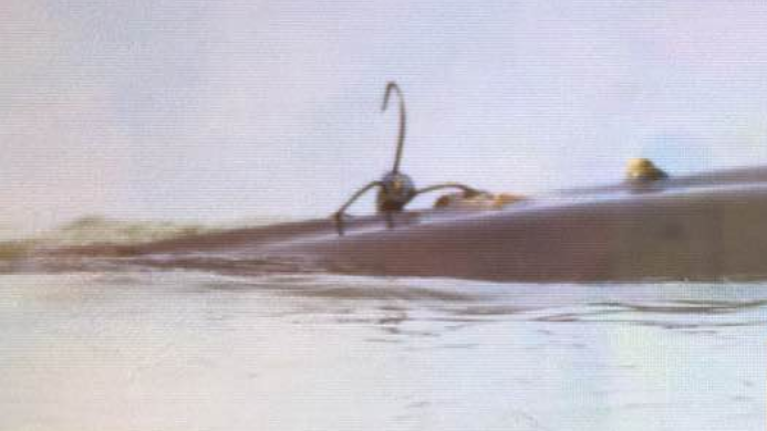 拯救受伤江豚“康康”!13天多次漏网 伤口恶化 拯救受伤江豚“康康”!13天多次漏网 伤口恶化