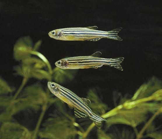 孔雀鱼能和什么鱼混养?斗鱼居然可以,孔雀鱼品