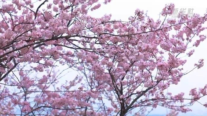 艳阳三月 赤壁葛仙山美成樱花海