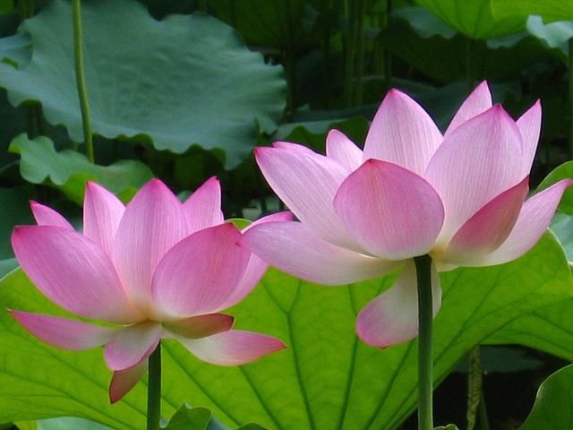 常念阿弥陀佛圣号,净化你的磁场,身体会越来越