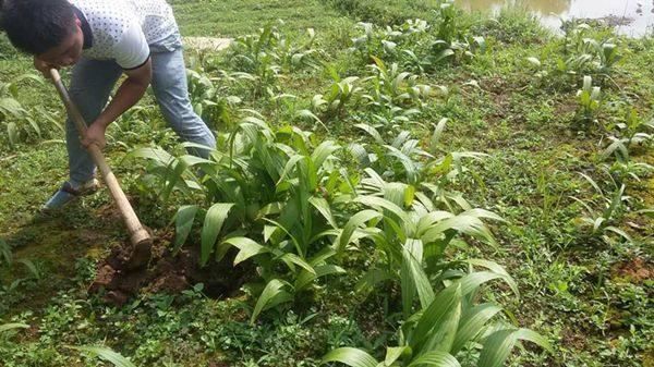 农村这种霸气作物,5年售价翻5倍,亩收入10万,却